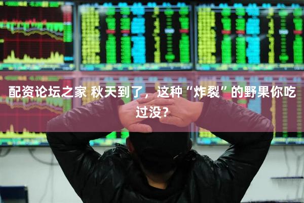 配资论坛之家 秋天到了，这种“炸裂”的野果你吃过没？