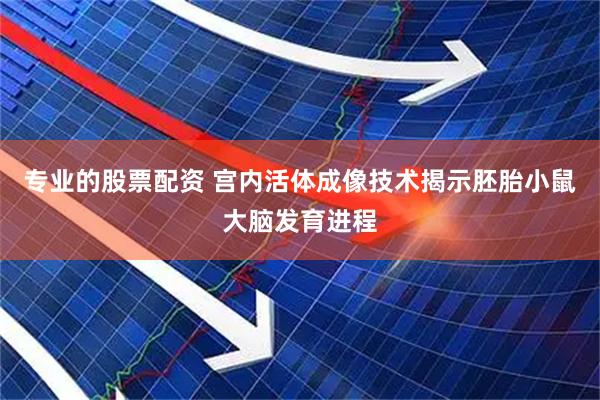 专业的股票配资 宫内活体成像技术揭示胚胎小鼠大脑发育进程